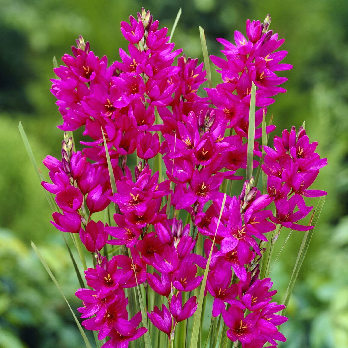 Weizenlilien ‘Mabel’ (x30) - Willemse