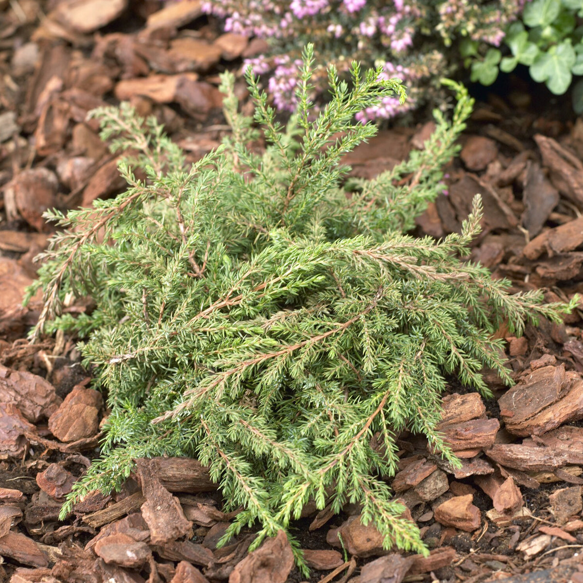 Gemeiner Wacholder Green Carpet - Willemse