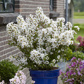 Lagerstroemia indica With Love® Virgin - Indischer Flieder With Love® Virgin - Indischer Flieder