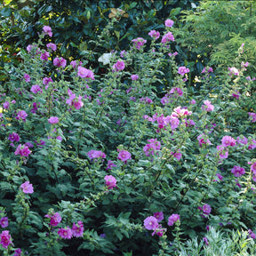 Lavatera Bredon Springs - Willemse