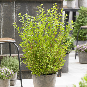 Blasenspiere Little Greeny® - Willemse