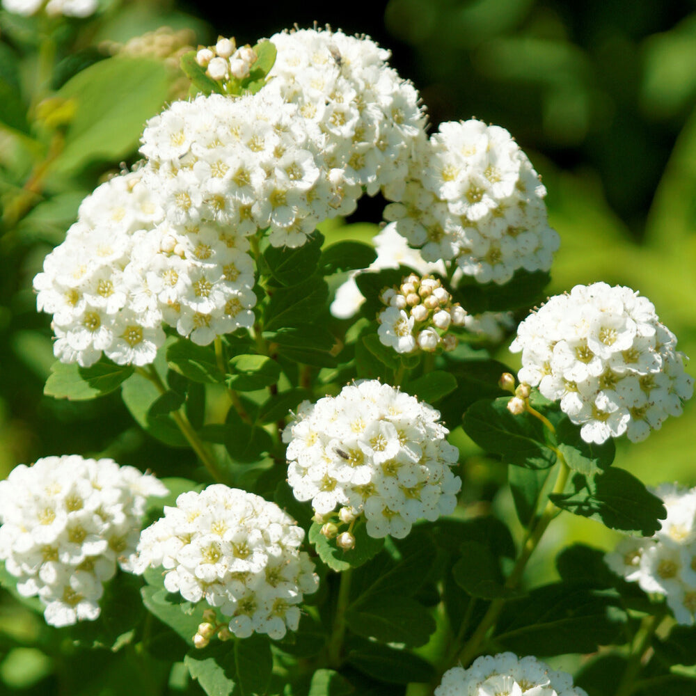 Birkenblättrige Spiere Tor - Spiraea betulifolia Tor - Willemse