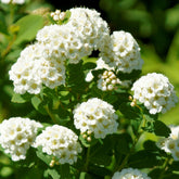 Birkenblättrige Spiere Tor - Spiraea betulifolia Tor - Willemse