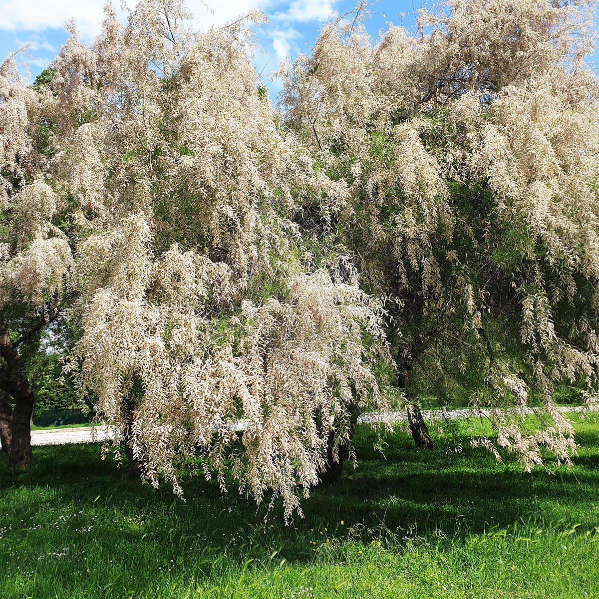 Weißer Tamariskenstrauch - Tamaris ramosissima Hulsdonk White - Willemse