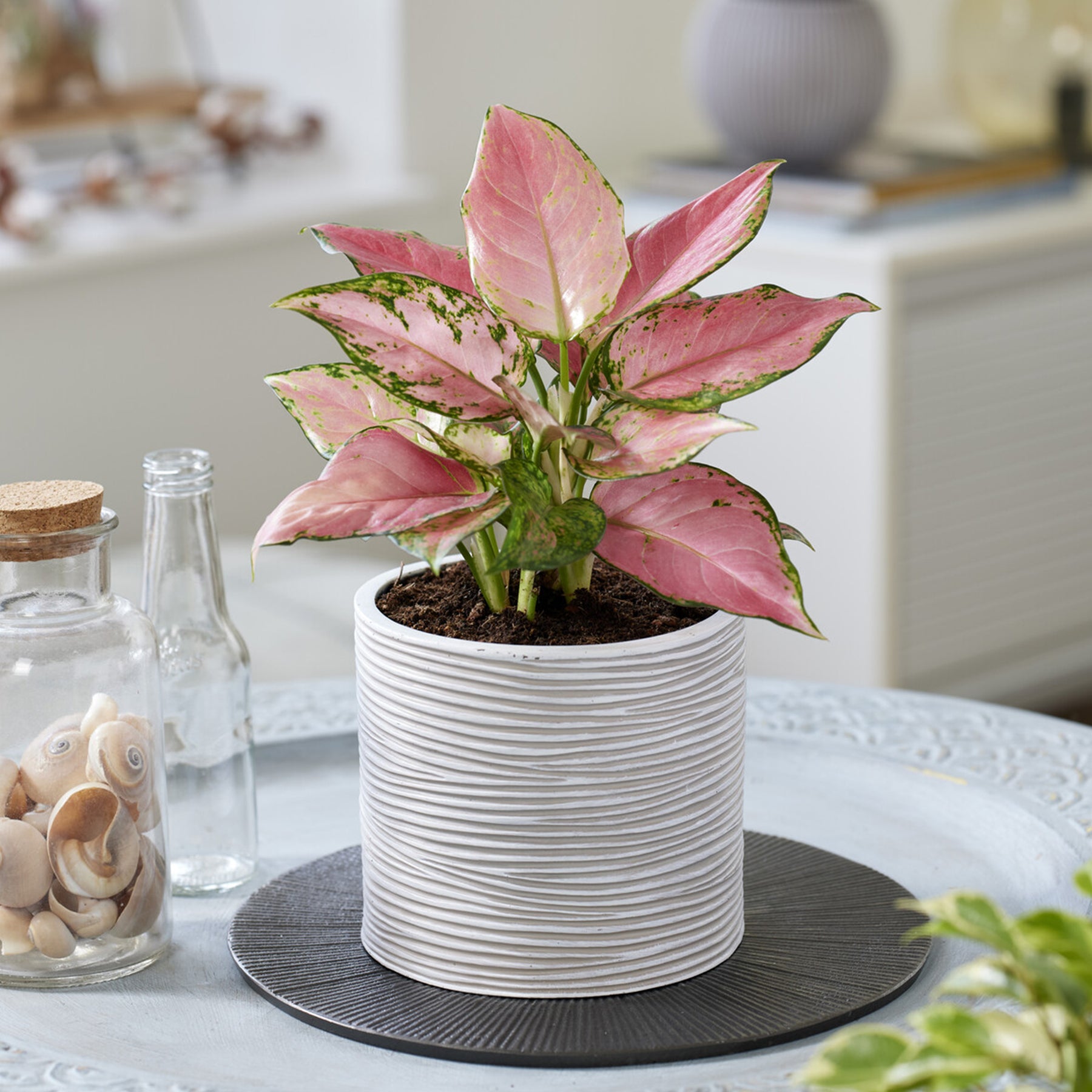 Aglaonema ‘Pink Star’ - Willemse