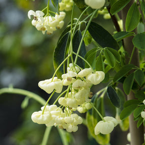 Klettergurke 'Alba' - Willemse