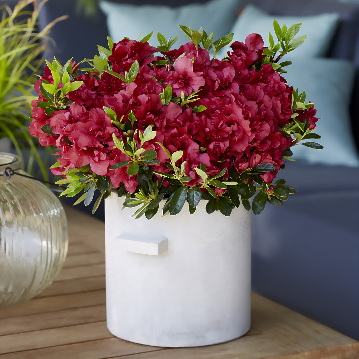 Japanische Azalee ‘Encore Autumn Fire’® - Rhododendron Encore® Autumn Fire - Willemse