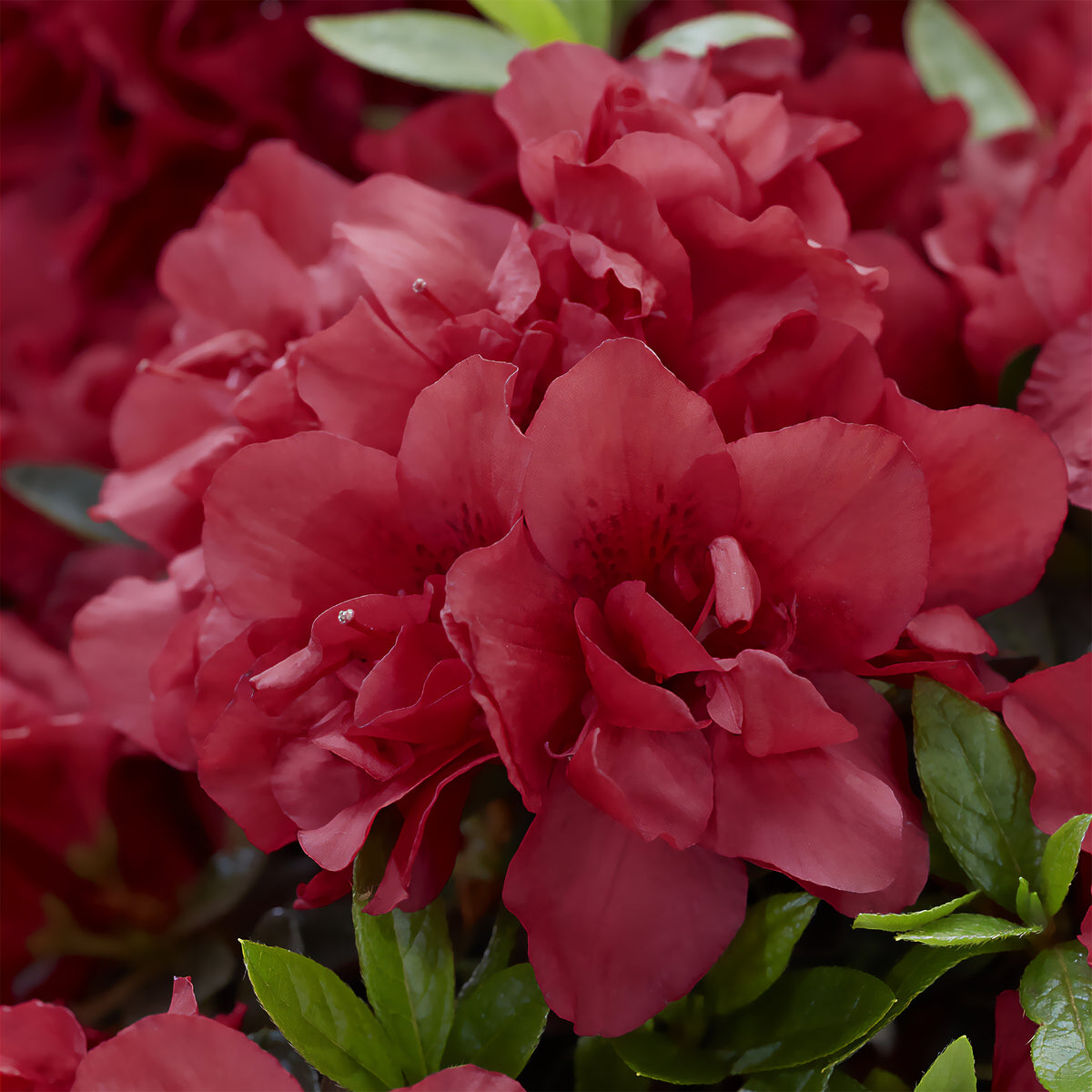 Japanische Azalee ‘Encore Autumn Fire’® - Willemse