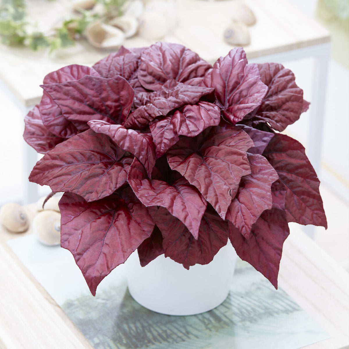 Begonie Inca Flame - Begonia rex Beleaf Inca Flame - Willemse