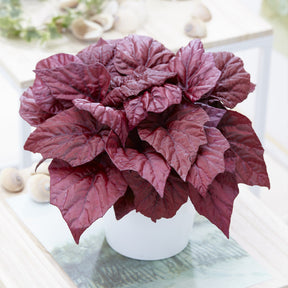 Begonie Inca Flame - Begonia rex Beleaf Inca Flame - Willemse
