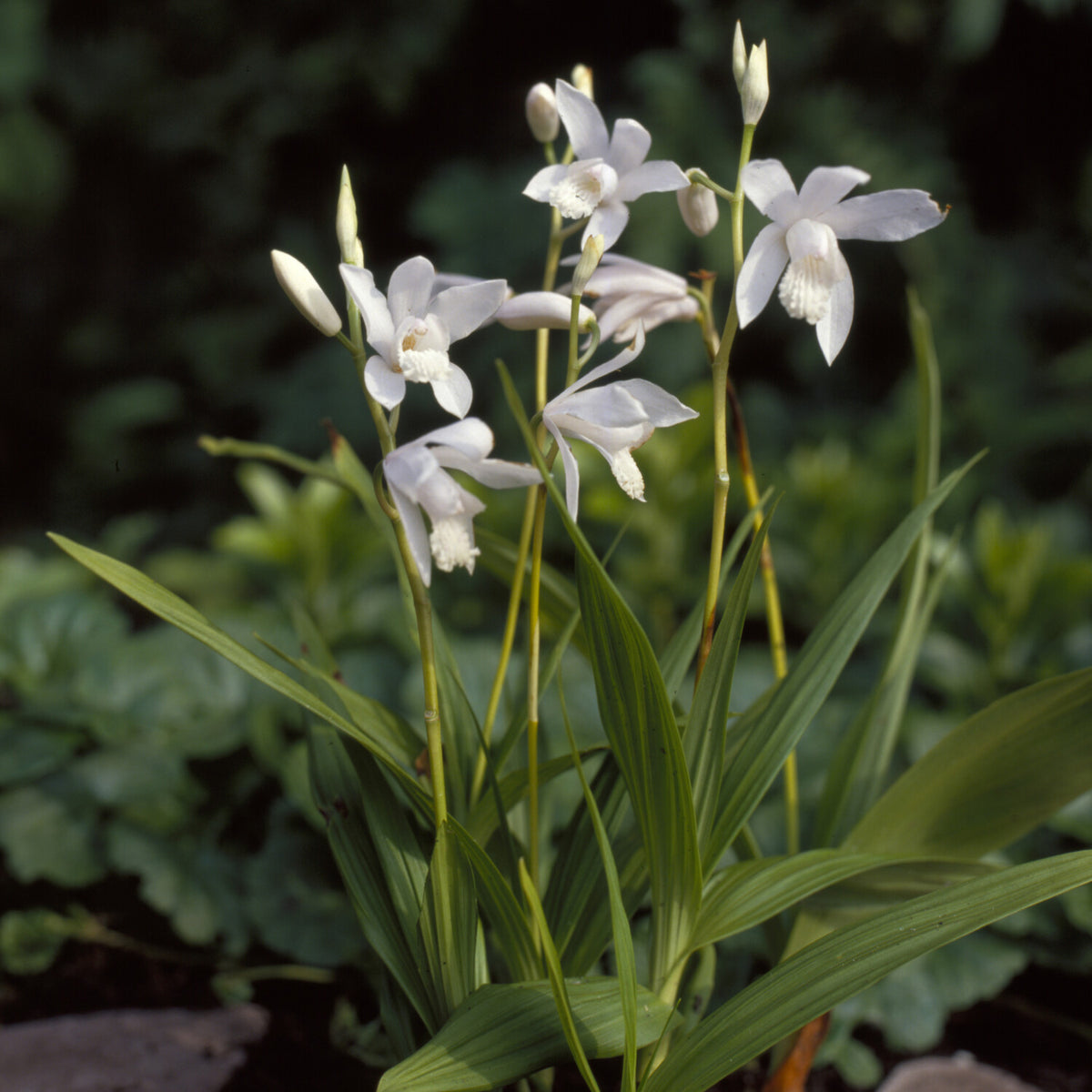 Hyazinthen-Orchidee Alba - Willemse
