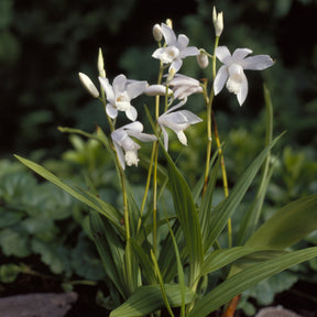 Hyazinthen-Orchidee Alba - Willemse