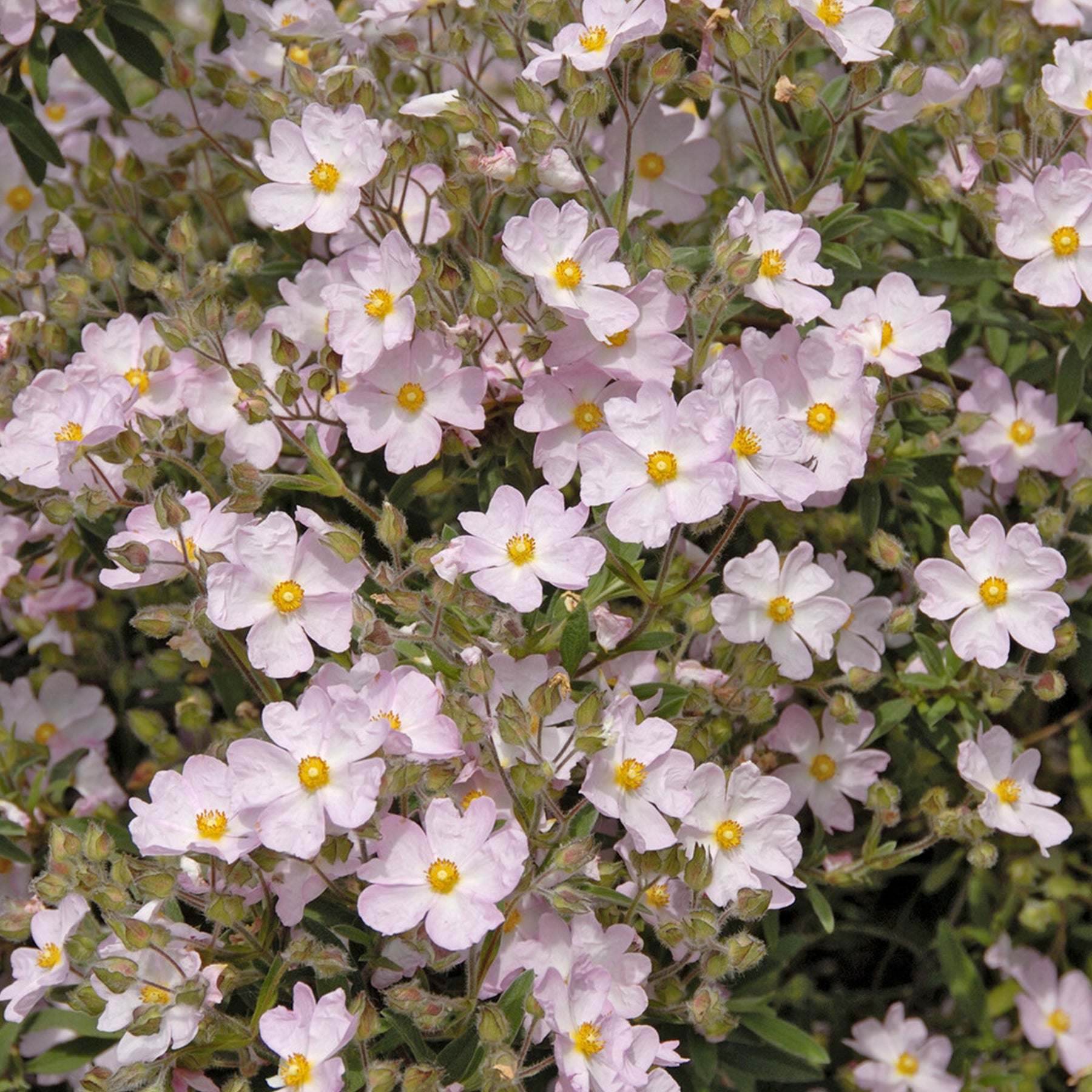 Zistrose Silver Pink - Willemse