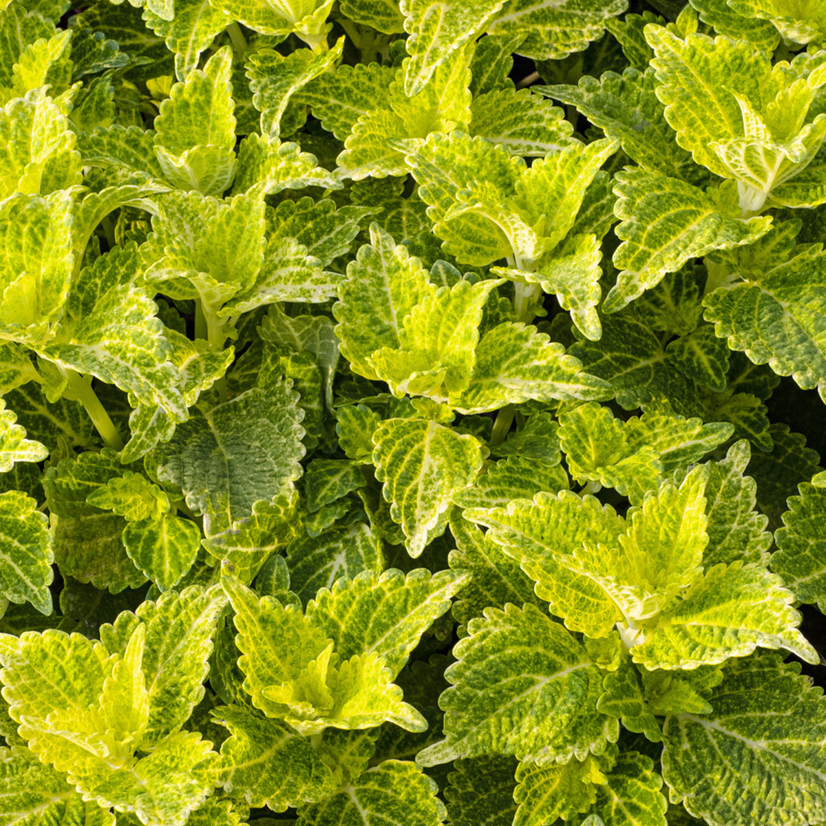 Buntnessel 'Electric Lime' - Willemse