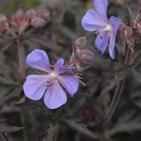 Wiesen-Storchschnabel ‘Midnight Reiter’ - Willemse