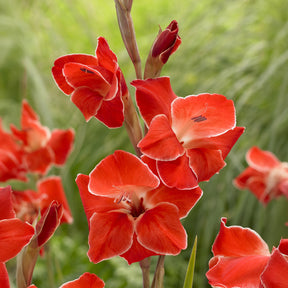 Gladiolen ‘Atom’ (x15) - Gladiolus primulinus Atom - Willemse