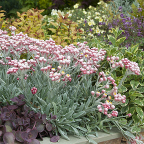 Currykraut ‘Ruby Cluster’® - Willemse