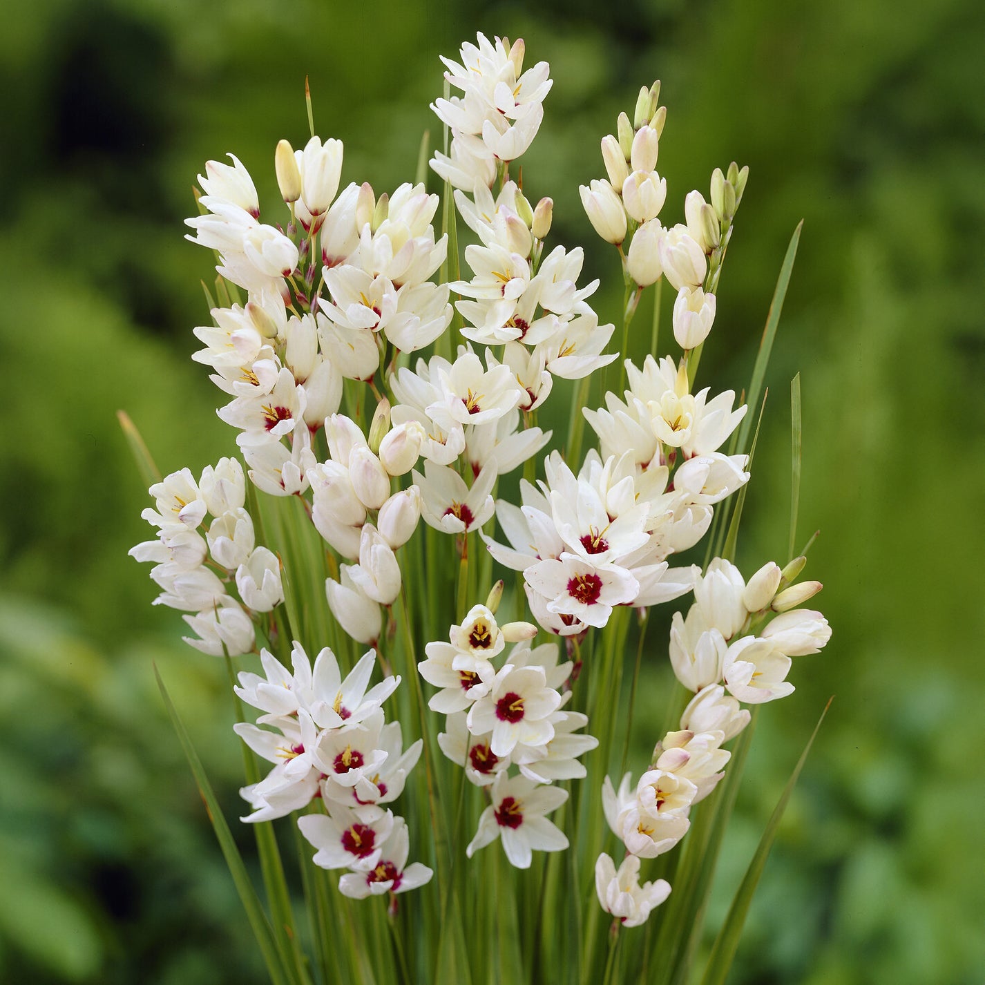 Ährenlilie 'Giant' (x25) - Willemse