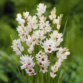 Ährenlilie 'Giant' (x25) - Willemse