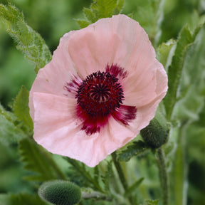 Orient-Mohn 'Karine' - Papaver orientale Karine - Willemse