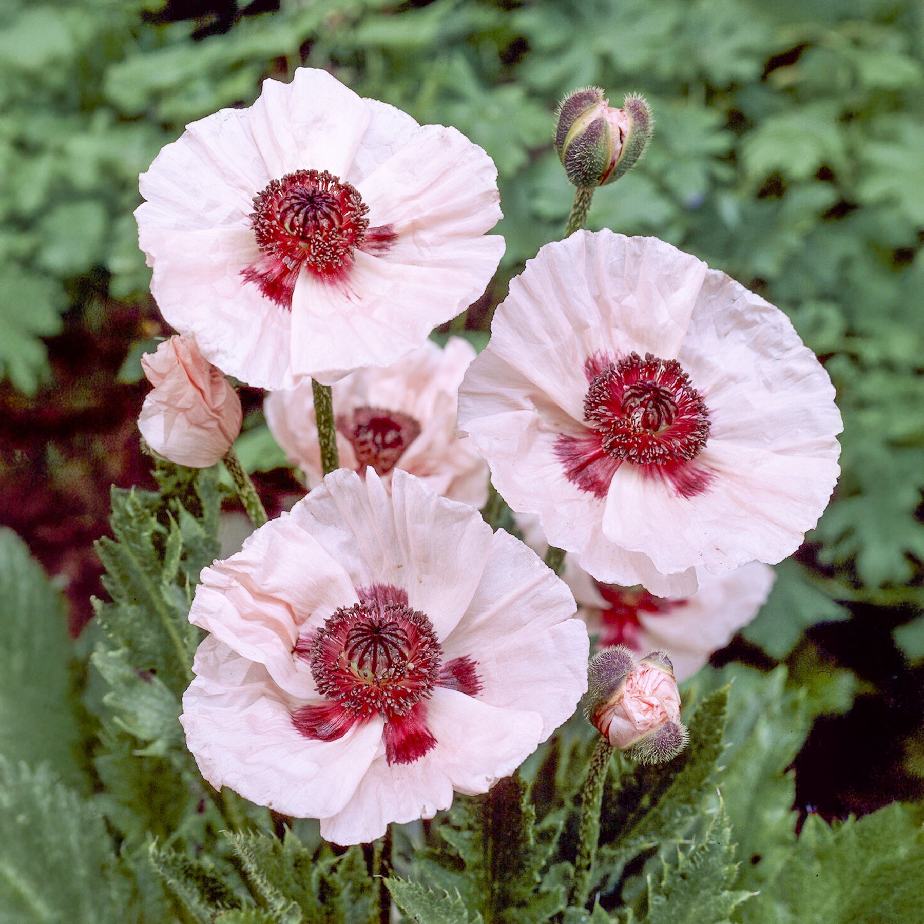Orient-Mohn 'Karine' - Willemse