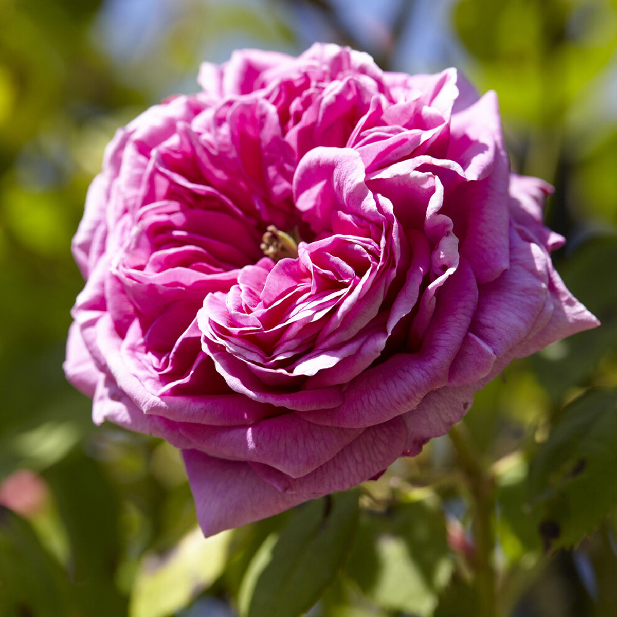 Bourbonrose 'Madame Isaac Pereire' - Willemse