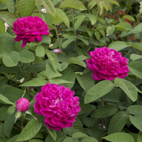 Rosa Rose de Rescht - Historische Rose 'Rose de Rescht' - Rosen