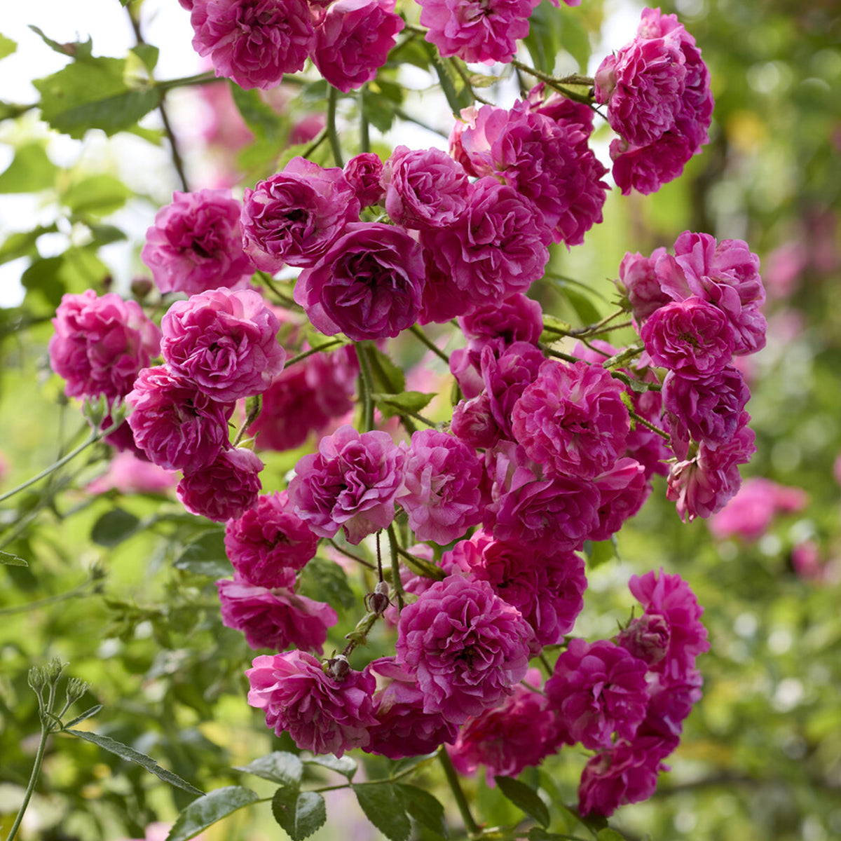 Kletterrose ‘Super Excelsa’® - Willemse