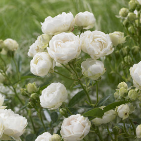 Muttertagsrose weiß - Rosa White Mothers Day - Willemse