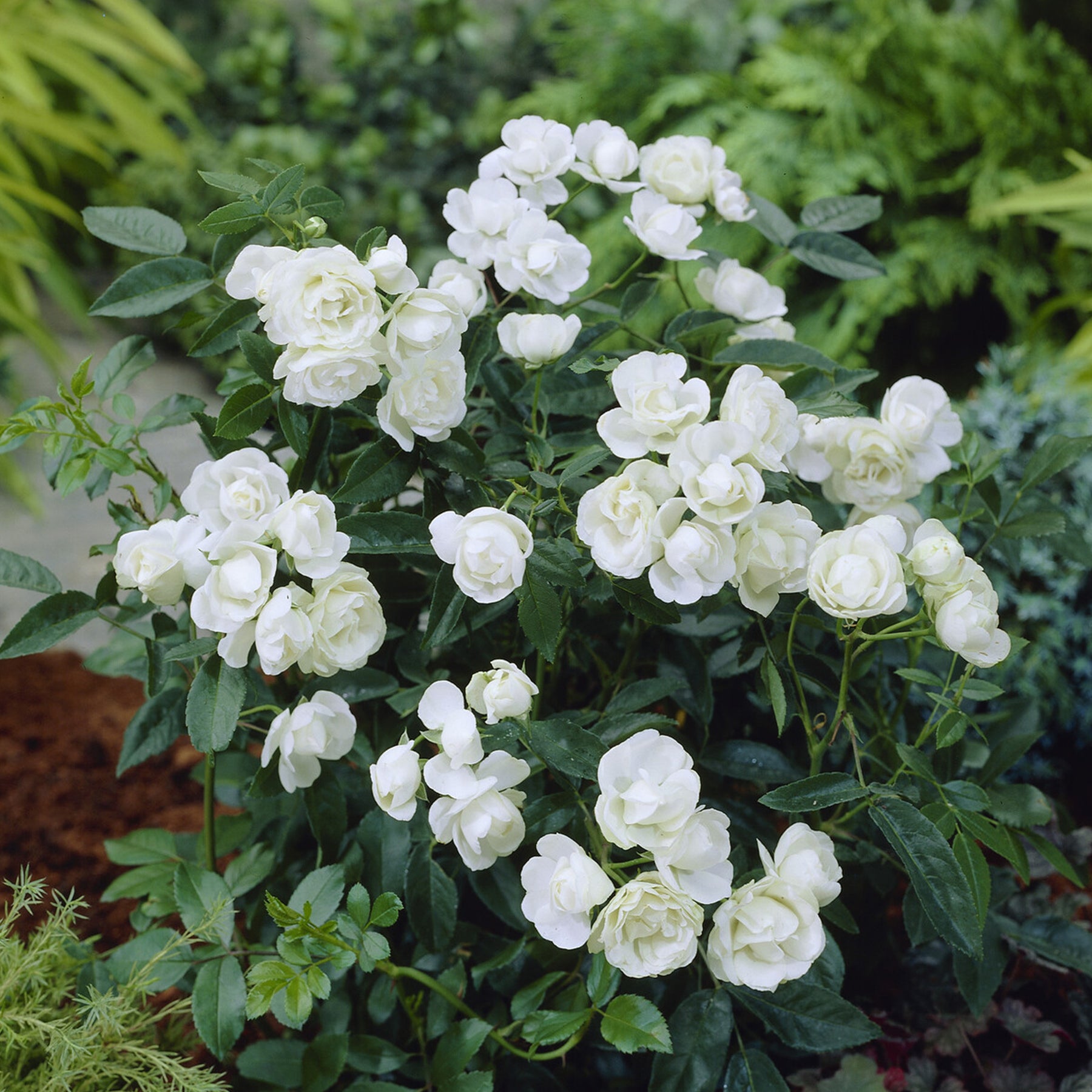 Muttertagsrose weiß - Willemse