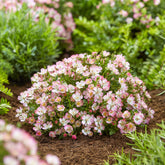 Cutie Pie ® Miniatur-Rose - Rosa Cutie Pie ® - Willemse