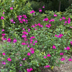 Strauchsalbei ‘Cerro Potosi’ - Willemse