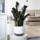 Glücksfeder ‘Raven’ - Zamioculcas zamiifolia Raven - Willemse