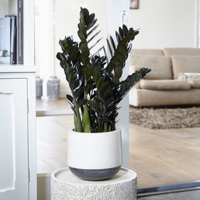 Glücksfeder ‘Raven’ - Zamioculcas zamiifolia Raven - Willemse