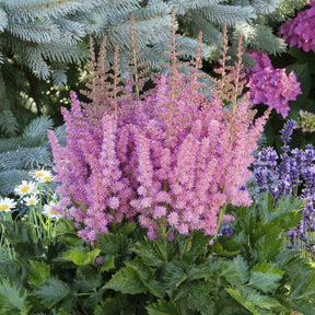 Prachtspiere ‘Little Vision in Pink’® - Astilbe Little Vision in Pink ® - Willemse