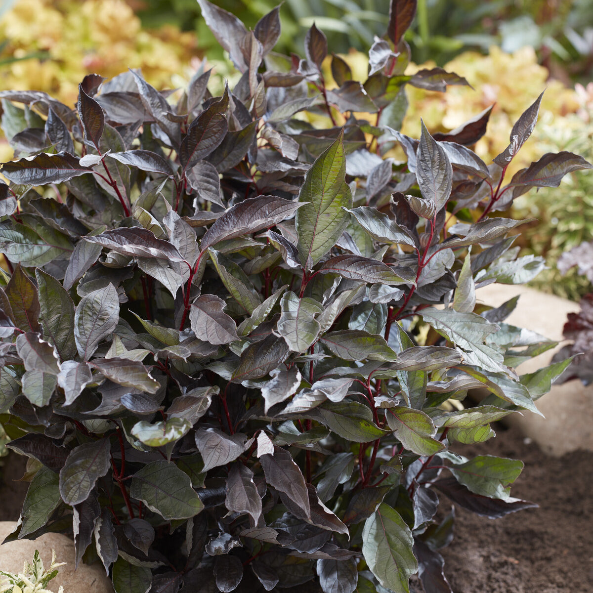 Weißer Hartriegel ‘Nightfall’® - Cornus alba Nightfall® - Willemse