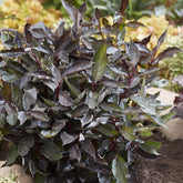 Weißer Hartriegel ‘Nightfall’® - Cornus alba Nightfall® - Willemse