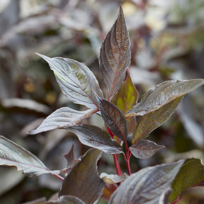 Weißer Hartriegel ‘Nightfall’® - Willemse
