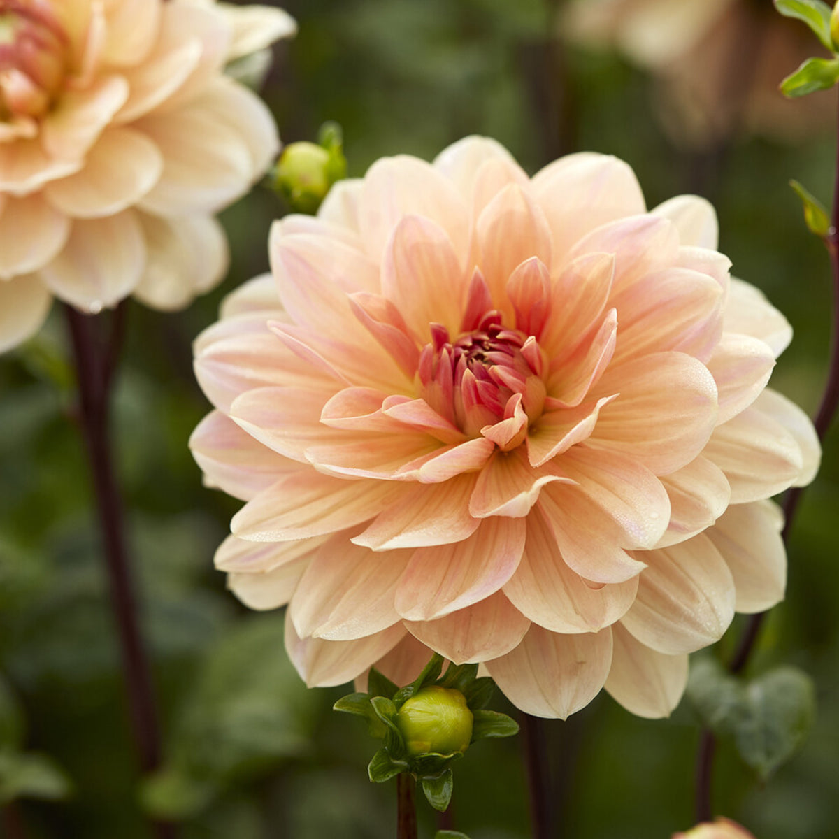 Dahlie ‘Apricot Desire’ - Willemse