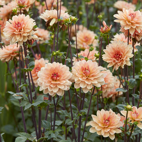 Dahlie ‘Apricot Desire’ - Dahlia Apricot Desire - Willemse
