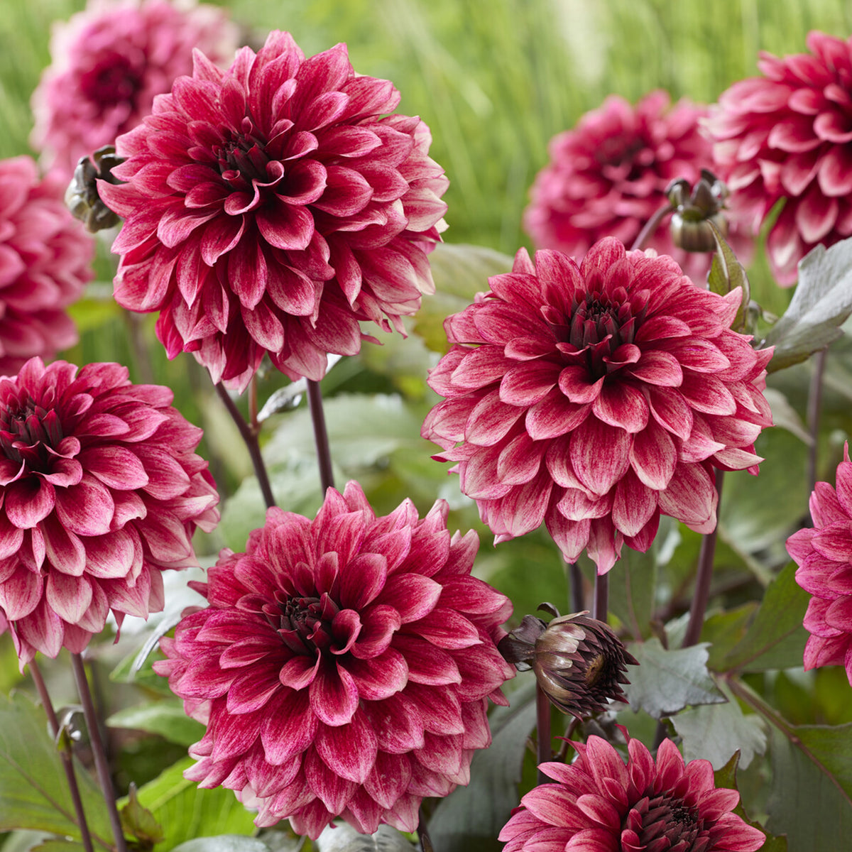 Dahlie ‘Night Silence’ - Dahlia Night Silence - Willemse