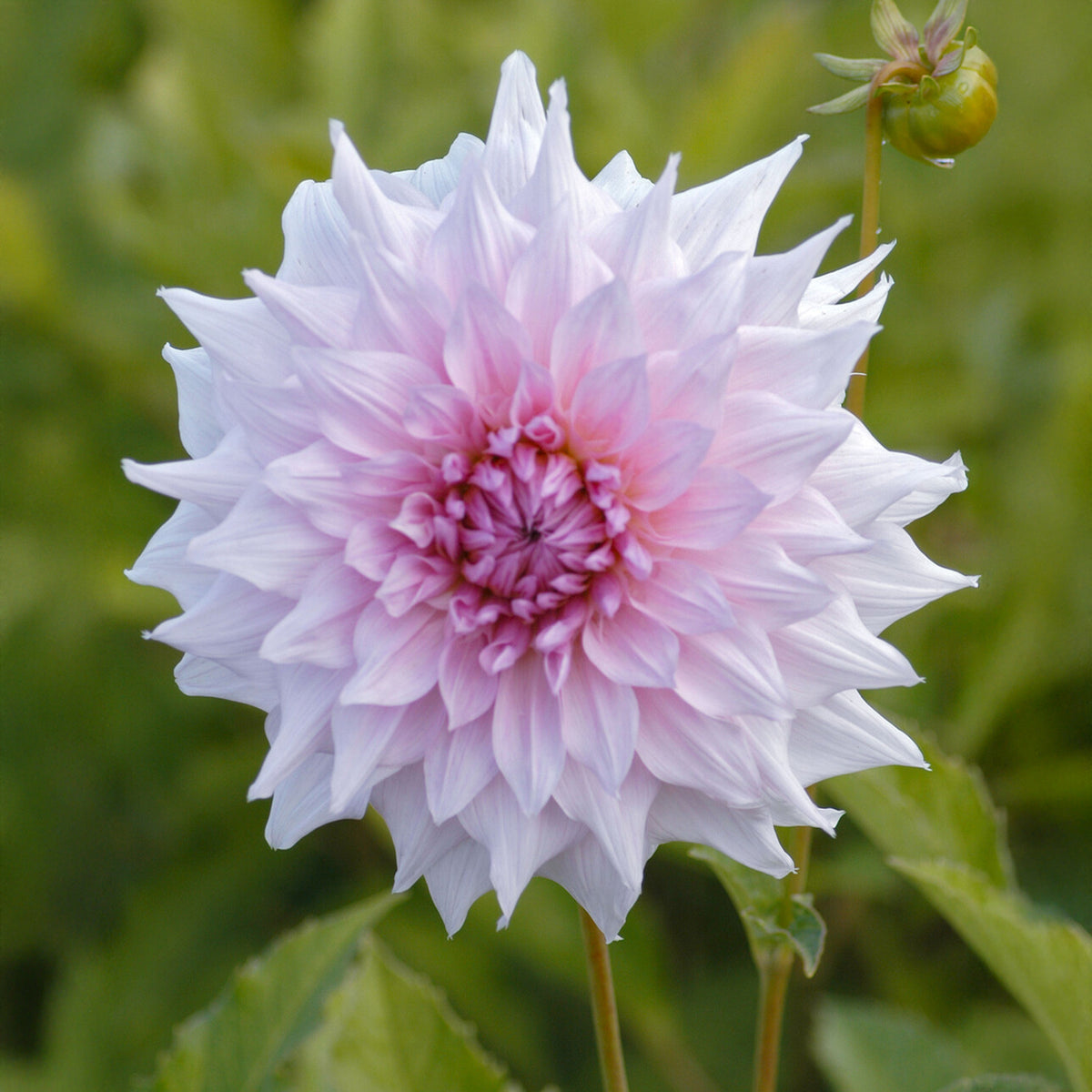 Dekorative Dahlie Shiloh Noelle - Dahlia Shiloh Noelle - Willemse