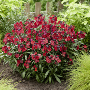 Erysimum Colour Vibe Red ® - Erysimum Colour Vibe Red ® - Blumen für Terrasse und Balkon
