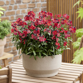 Erysimum Colour Vibe Red ® - Willemse