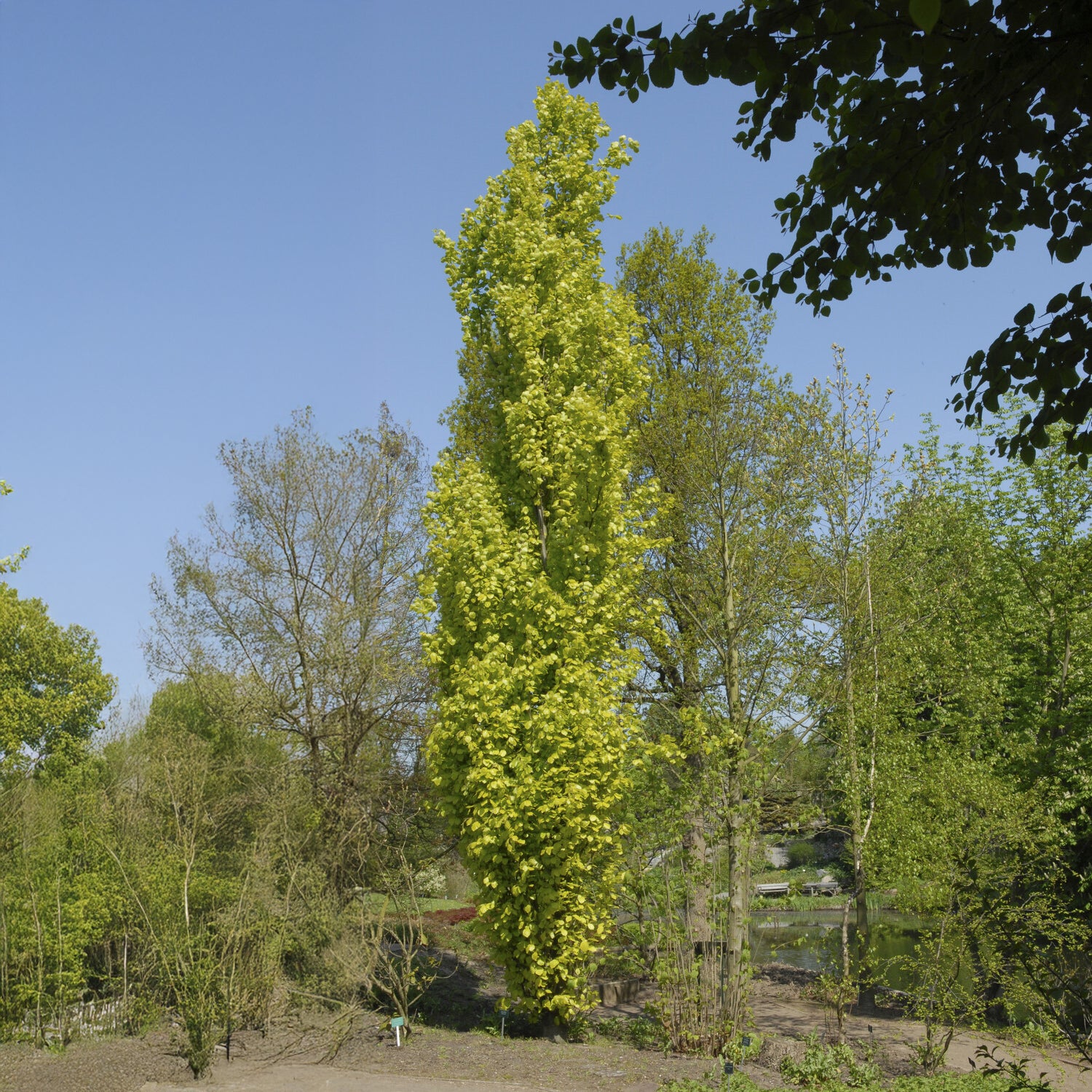 Säulenbuche ‘Dawyck Gold’ - Willemse