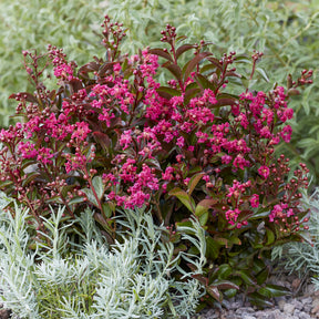 Indianerflieder 'Berry Dazzle®' - Lagerstroemia indica Berry Dazzle® - Willemse
