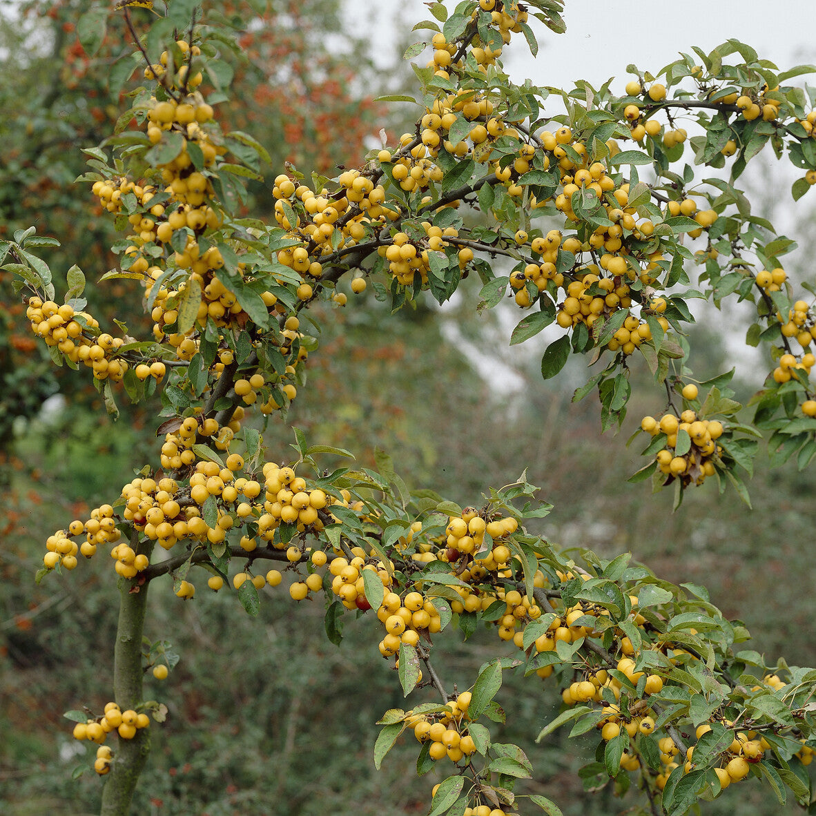 Zierapfel Golden Hornet