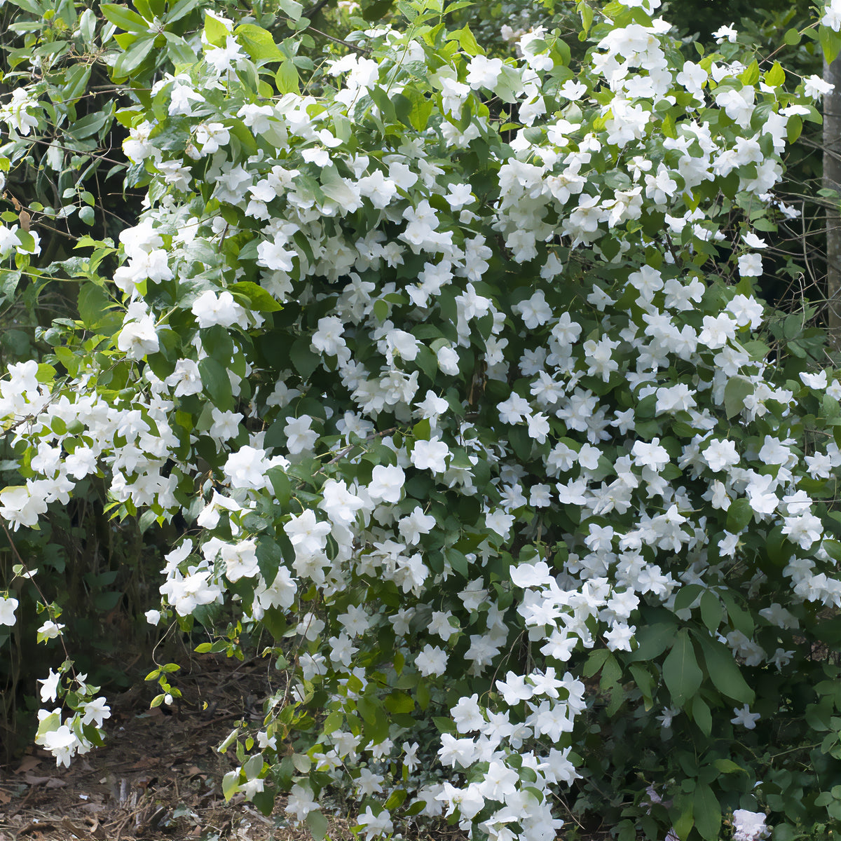 Gartenjasmin 'Natchez' - Philadelphus x virginalis Natchez - Willemse