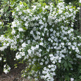 Gartenjasmin 'Natchez' - Philadelphus x virginalis Natchez - Willemse