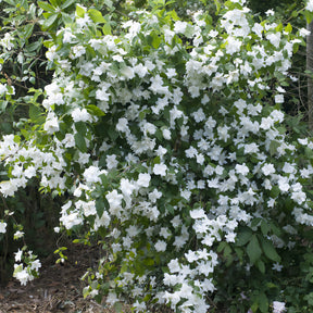 Gartenjasmin 'Natchez' - Philadelphus x virginalis Natchez - Willemse